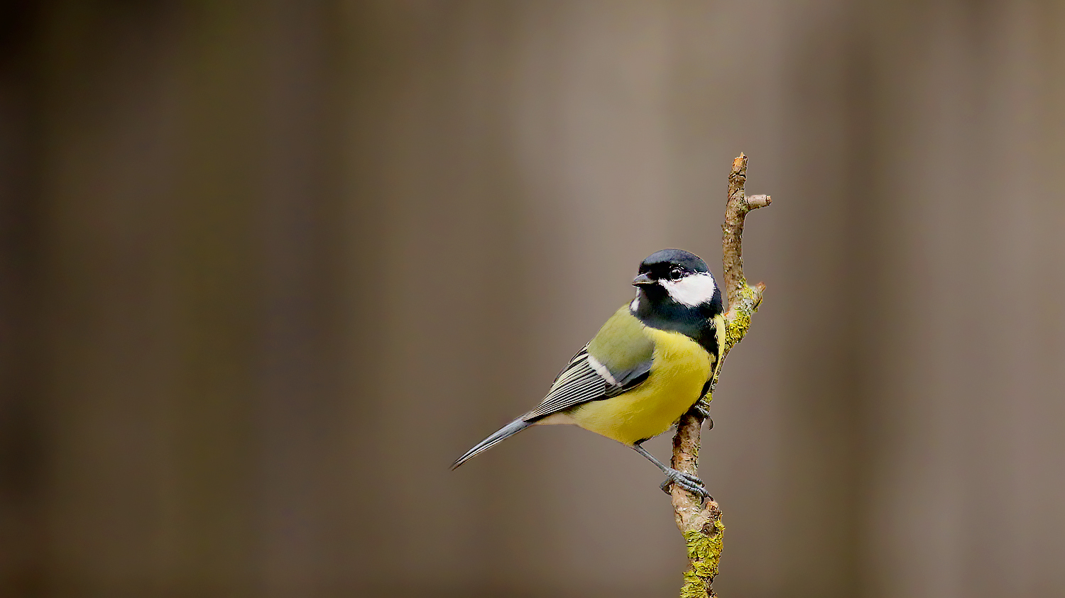 Great Tit